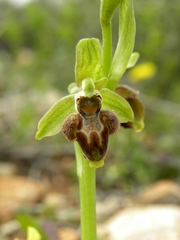 Ophrys umbilicata flavomarginata