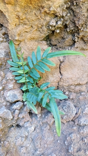 Pteris image