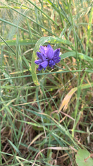 Dichelostemma