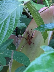 Ischnomela pulchripennis