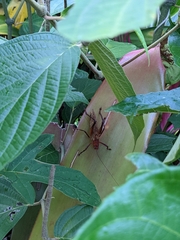 Ischnomela pulchripennis