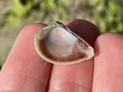 Anomalocardia cuneimeris