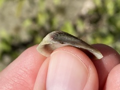 Anomalocardia cuneimeris