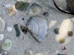 Anomalocardia cuneimeris