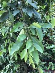 Glycosmis parviflora