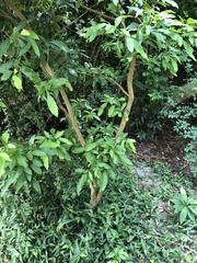 Glycosmis parviflora