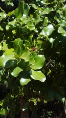 Cryptocarya alba