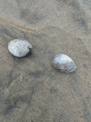 Bulla gouldiana