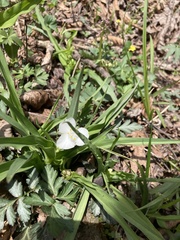 Tradescantia ozarkana