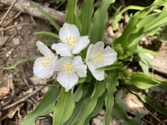 Tradescantia ozarkana