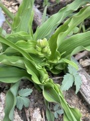 Tradescantia ozarkana
