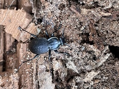 Carabus vinctus