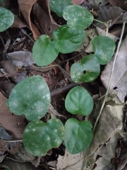 Geophila repens