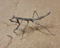 Coenomantis kraussiana