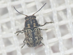 Pachybrachis impurus