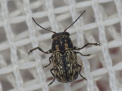Pachybrachis impurus