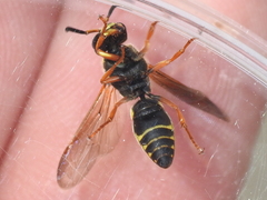 Euodynerus fedoris