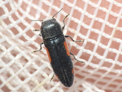 Ptosima laeta