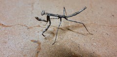 Coenomantis kraussiana