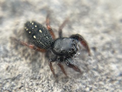 Metacyrba taeniola similis