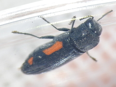 Ptosima laeta
