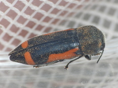 Ptosima laeta
