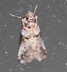 Conobathra hemichlaena