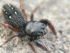 Metacyrba taeniola similis