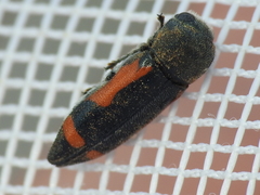 Ptosima laeta