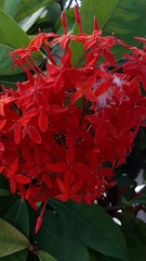 Ixora coccinea