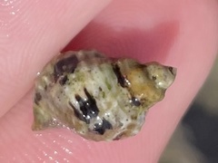 Paciocinebrina circumtexta