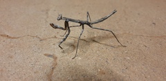 Coenomantis kraussiana