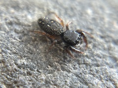 Metacyrba taeniola similis