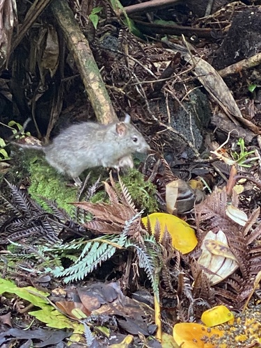 Rattus exulans observed 2022-04-02