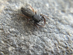 Metacyrba taeniola similis