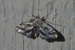 Parapoynx obscuralis