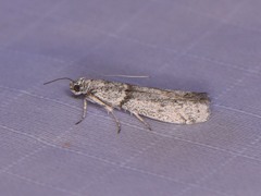 Myelopsis alatella