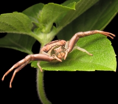 Runcinioides litteratus