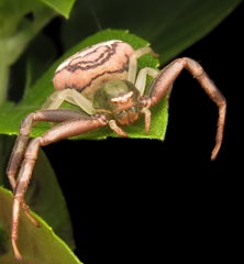 Runcinioides litteratus