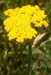 Achillea clypeolata