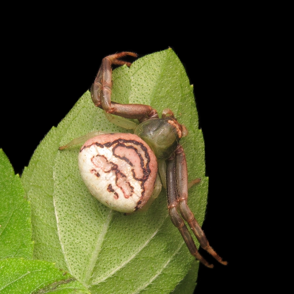 Runcinioides litteratus