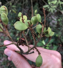 Ormosia semicastrata