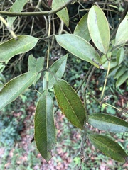 Ormosia semicastrata