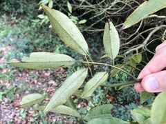 Ormosia semicastrata