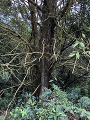 Ormosia semicastrata