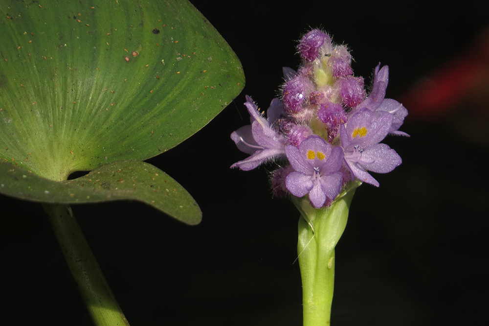 Tropical pickerelweed