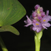 Tropical Pickerelweed - Photo (c) Martin Arregui, some rights reserved (CC BY-NC), uploaded by Martin Arregui