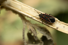 Melacoryphus admirabilis