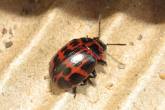 Platyphora congregata