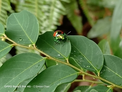 Chrysocoris eques